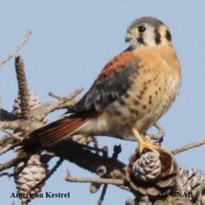 Kestrels.