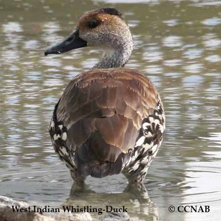 Waterfowl, Birds of Cuba