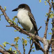 Giant Kingbird