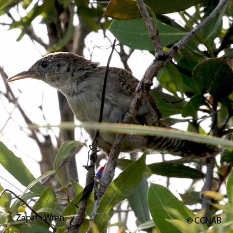 Birds of North America