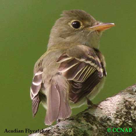 Acadian Flycatcher