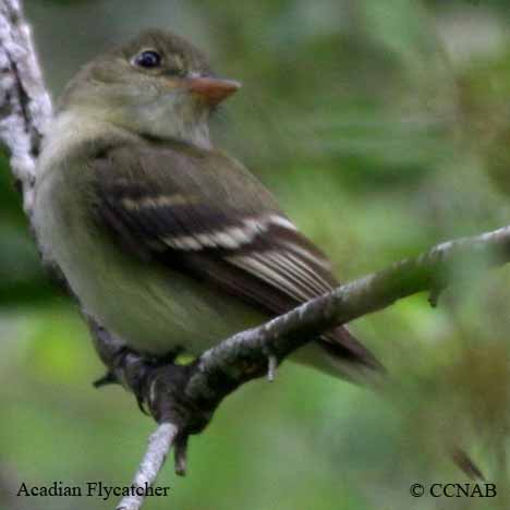 Acadian Flycatcher