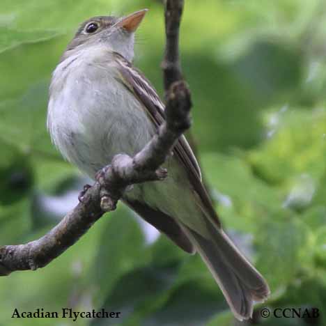 Acadian Flycatcher