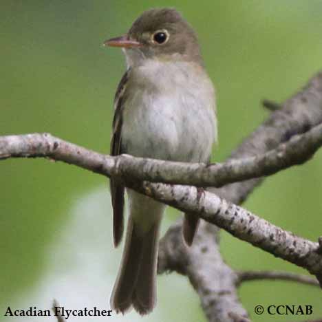 Acadian Flycatcher