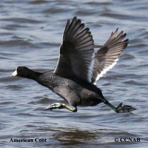 American Coot