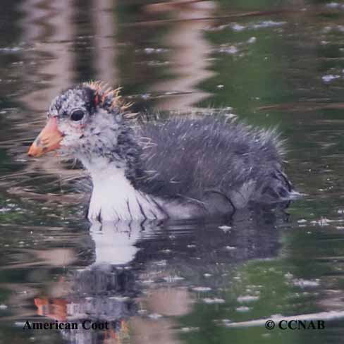 American Coot