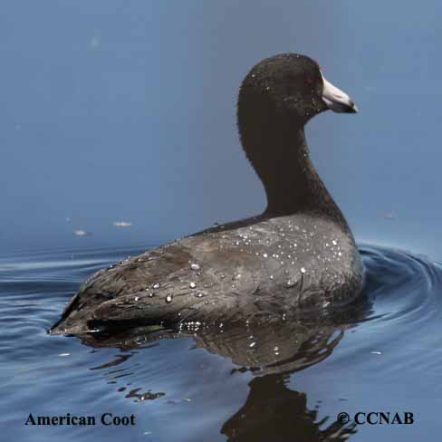 American Coot