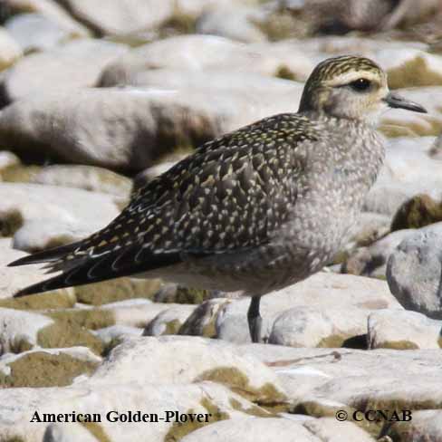 American Golden-Plover