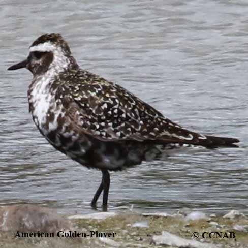 American Golden-Plover