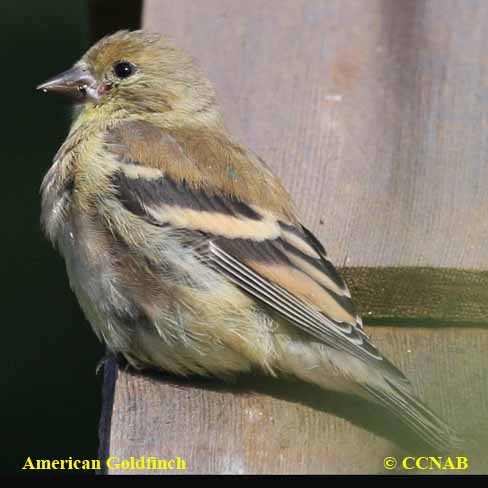 American Goldfinch