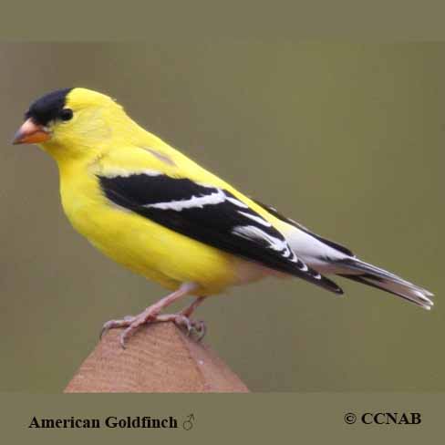 American Goldfinch