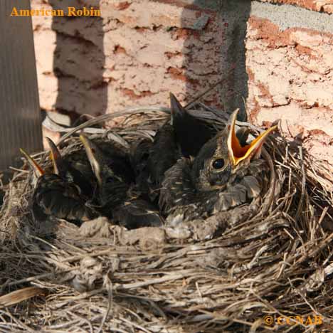 American Robin