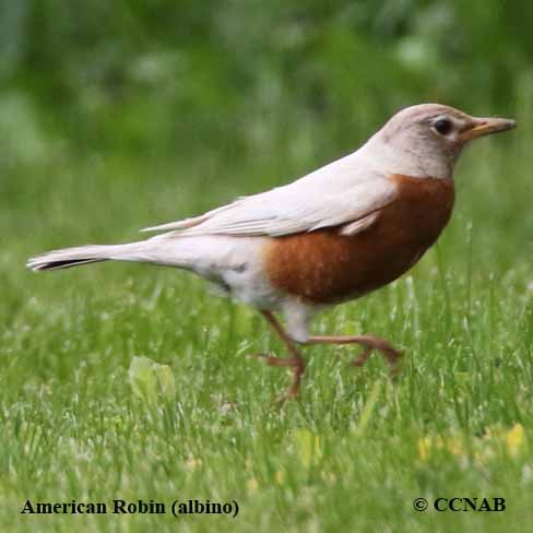 American Robin