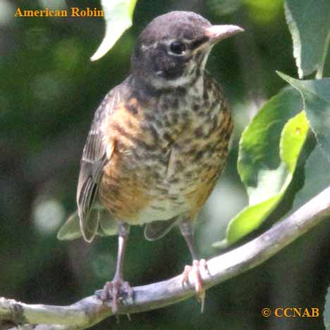 American Robin