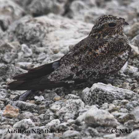 Antillean Nighthawk