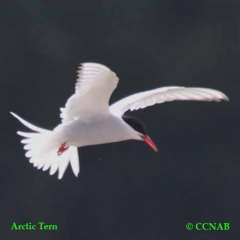 Arctic Tern