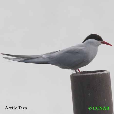 Arctic Tern