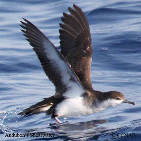 Audubon's Shearwater