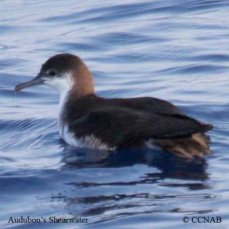 Birds of North America