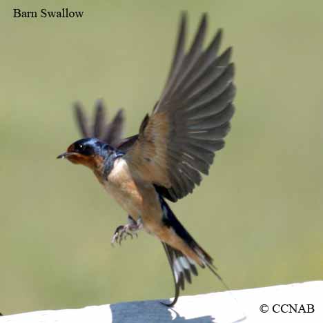 Barn Swallow