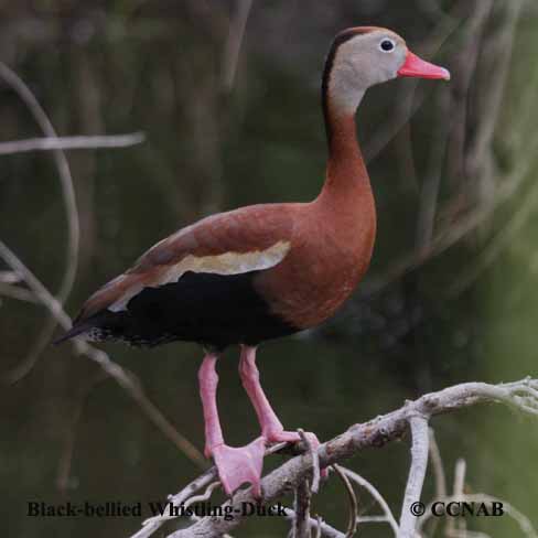 Black-bellied Whistling-Duck