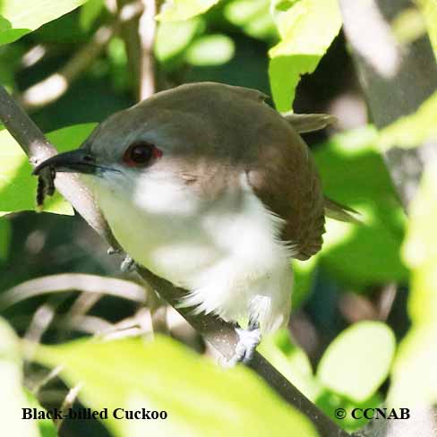 Black-billed Cuckoo