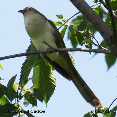 Black-billed Cuckoo