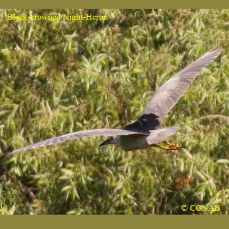 Black-crowned Night-Heron