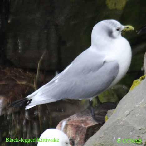 Black-legged Kittiwake