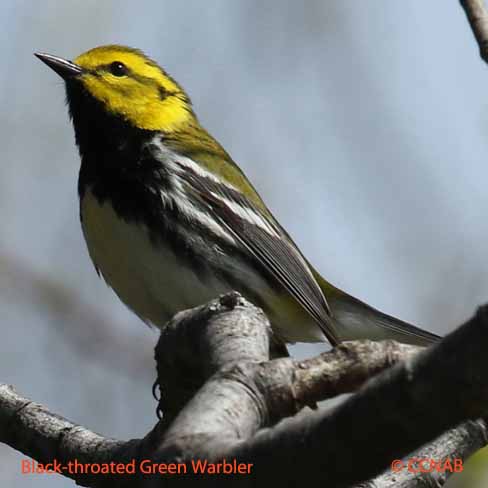 Black-throated Green Warbler