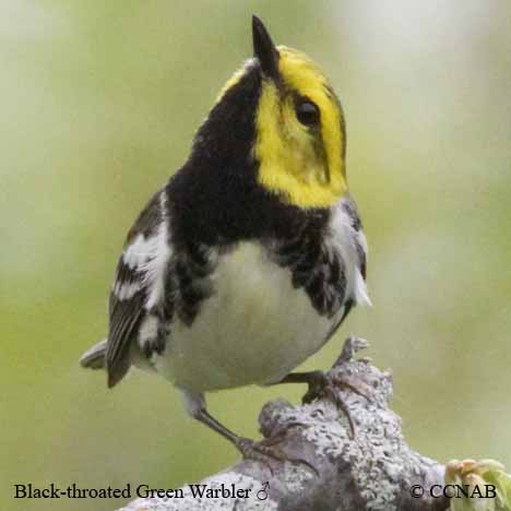 Black-throated Green Warbler