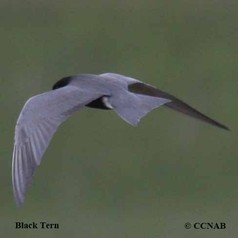 Black Tern