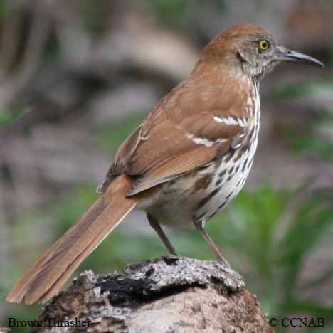 Brown Thrasher