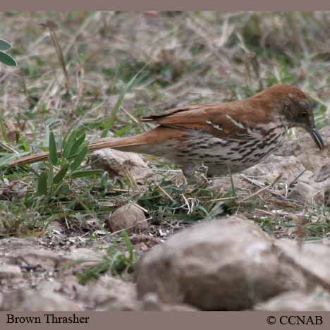 Brown Thrasher