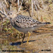 Buff-breasted Sandpiper