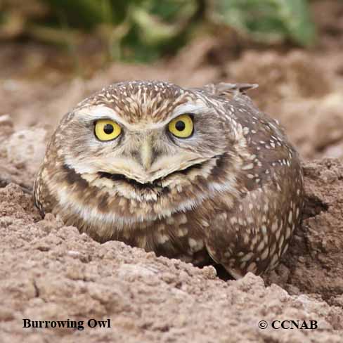 Burrowing Owl