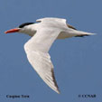 Caspian Tern