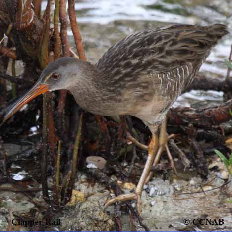 Birds of North America