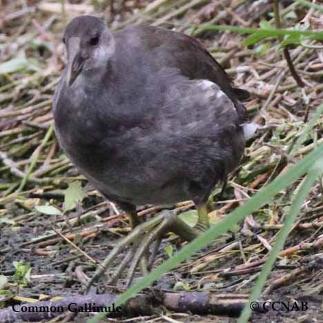 Common Gallinule