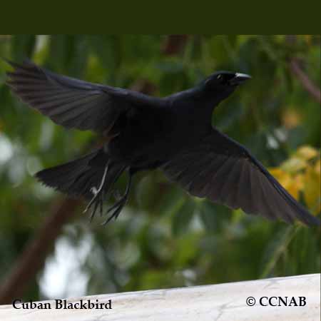 Cuban Blackbird