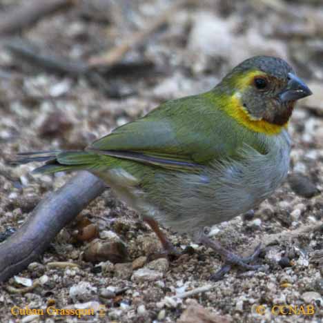 Cuban Grassquit