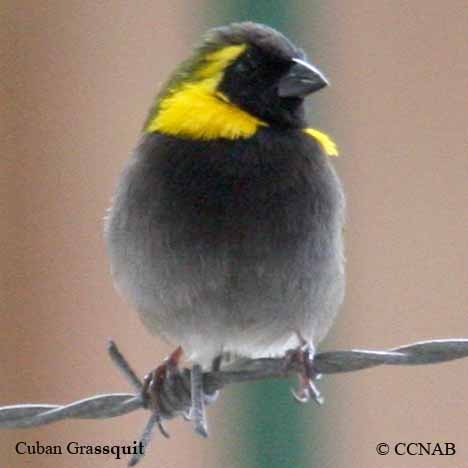 Cuban Grassquit