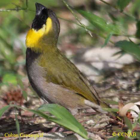 Birds of North America