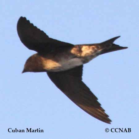 Cuban Martin