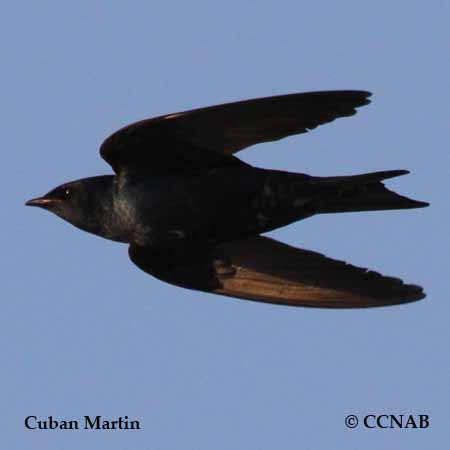 Cuban Martin