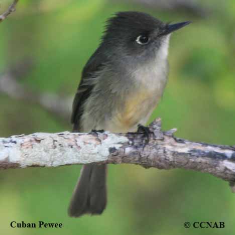 Cuban Pewee