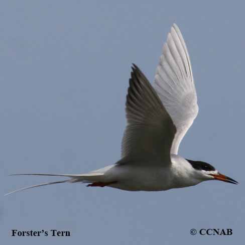 Forster's Tern