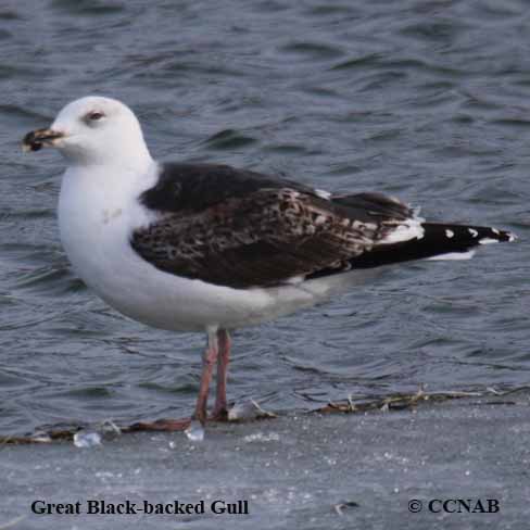 Birds of North America