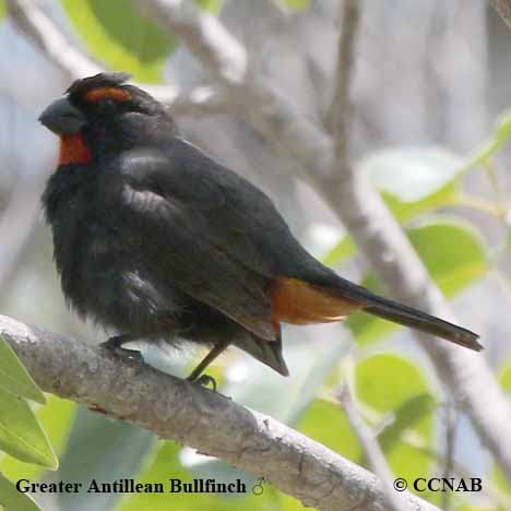 Birds of North America