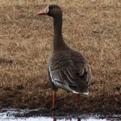 Greater White-fronted Goose